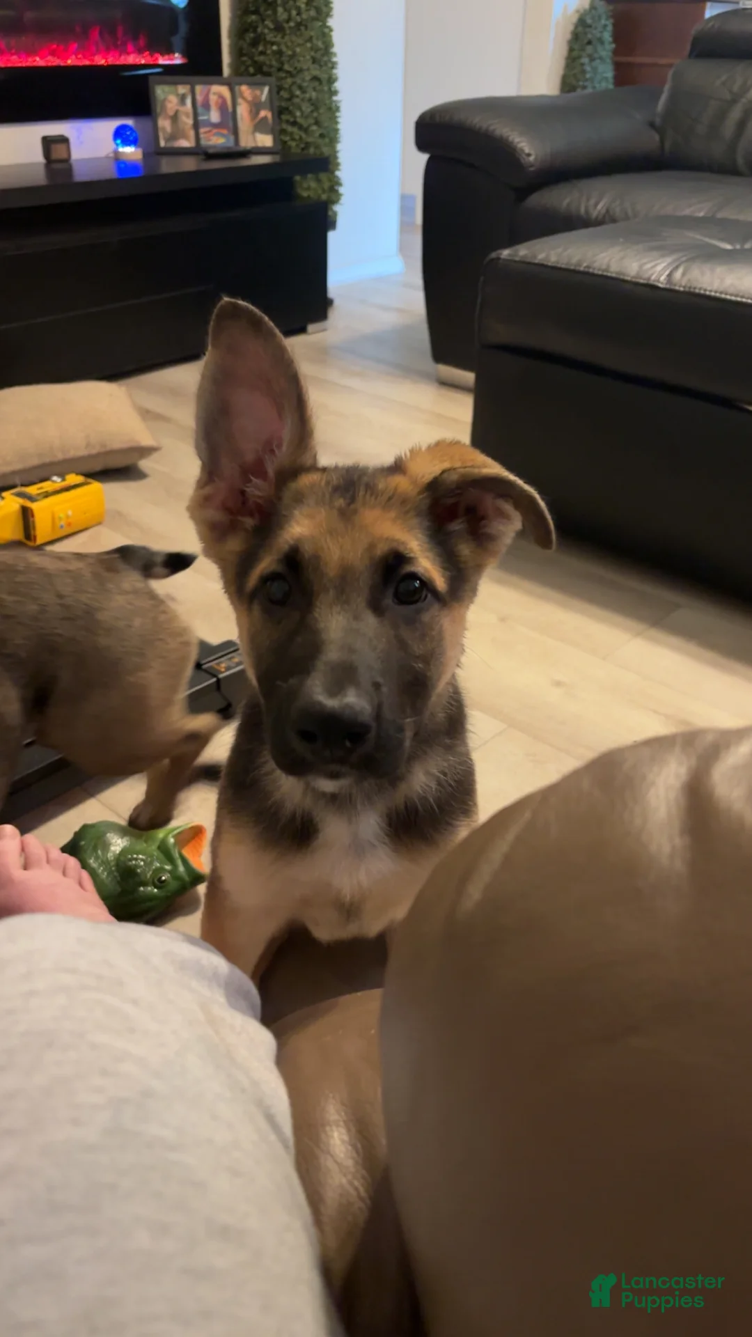 German Shepherd dogs for sale: German Shepherd 1 - Ad 3