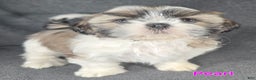 Shih Tzu dogs for sale: Pearl  - Ad 2