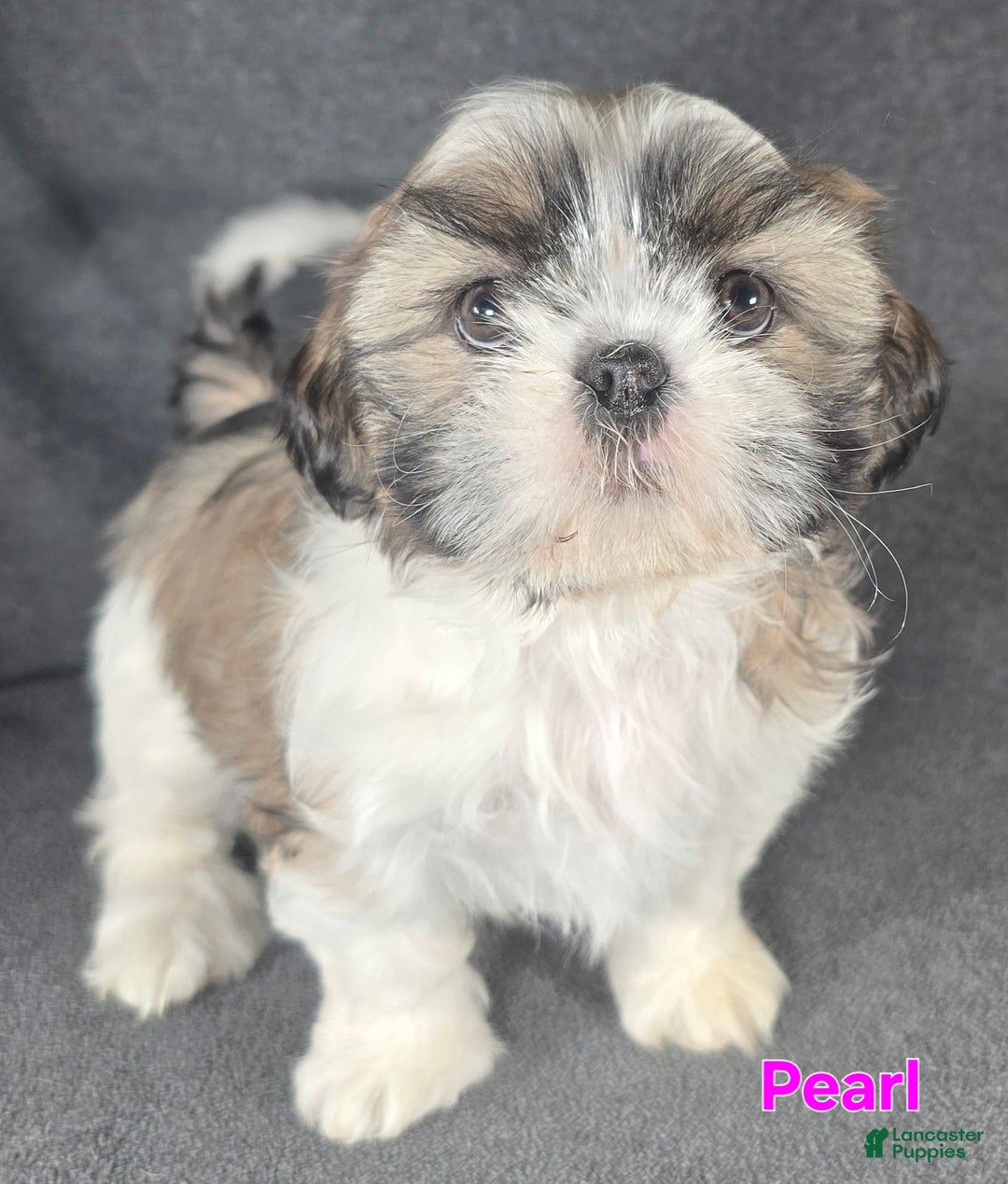 Shih Tzu dogs for sale: Pearl  - Ad 2