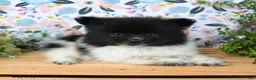 Pomeranian dogs for sale: Cheesy - Ad 4