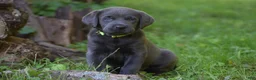Labrador Retriever dogs for sale: Star - Ad 6