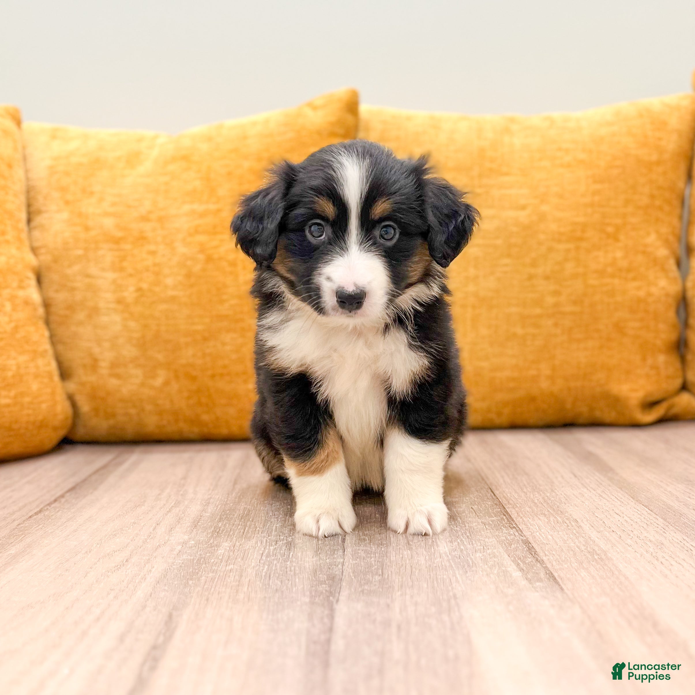 Miniature Australian Shepherd dogs Lilly - Ad 1