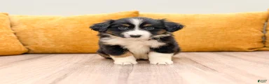 Lilly