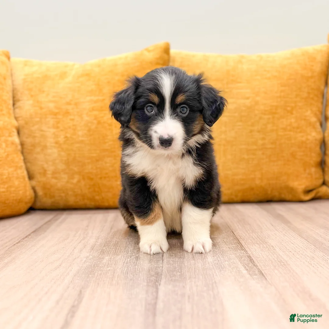Miniature Australian Shepherd dogs for sale: Lilly - Ad 1