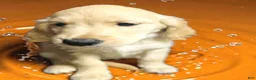 Golden Retriever dogs for sale: Golden Retriever 4 - Ad 6