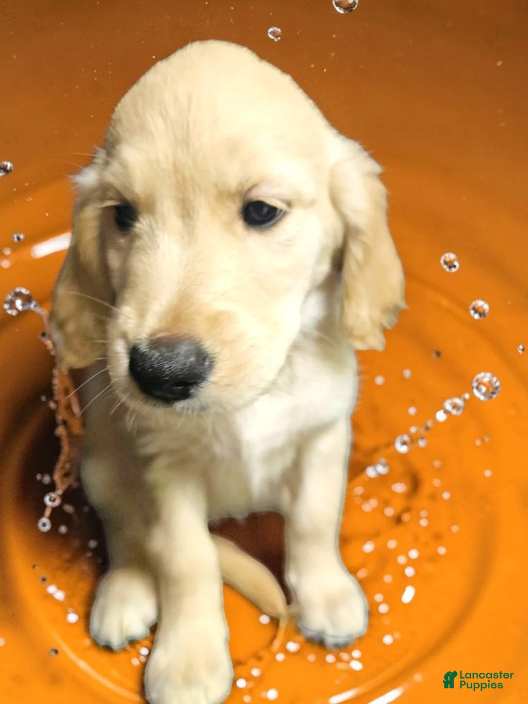 Golden Retriever dogs for sale: Golden Retriever 4 - Ad 6