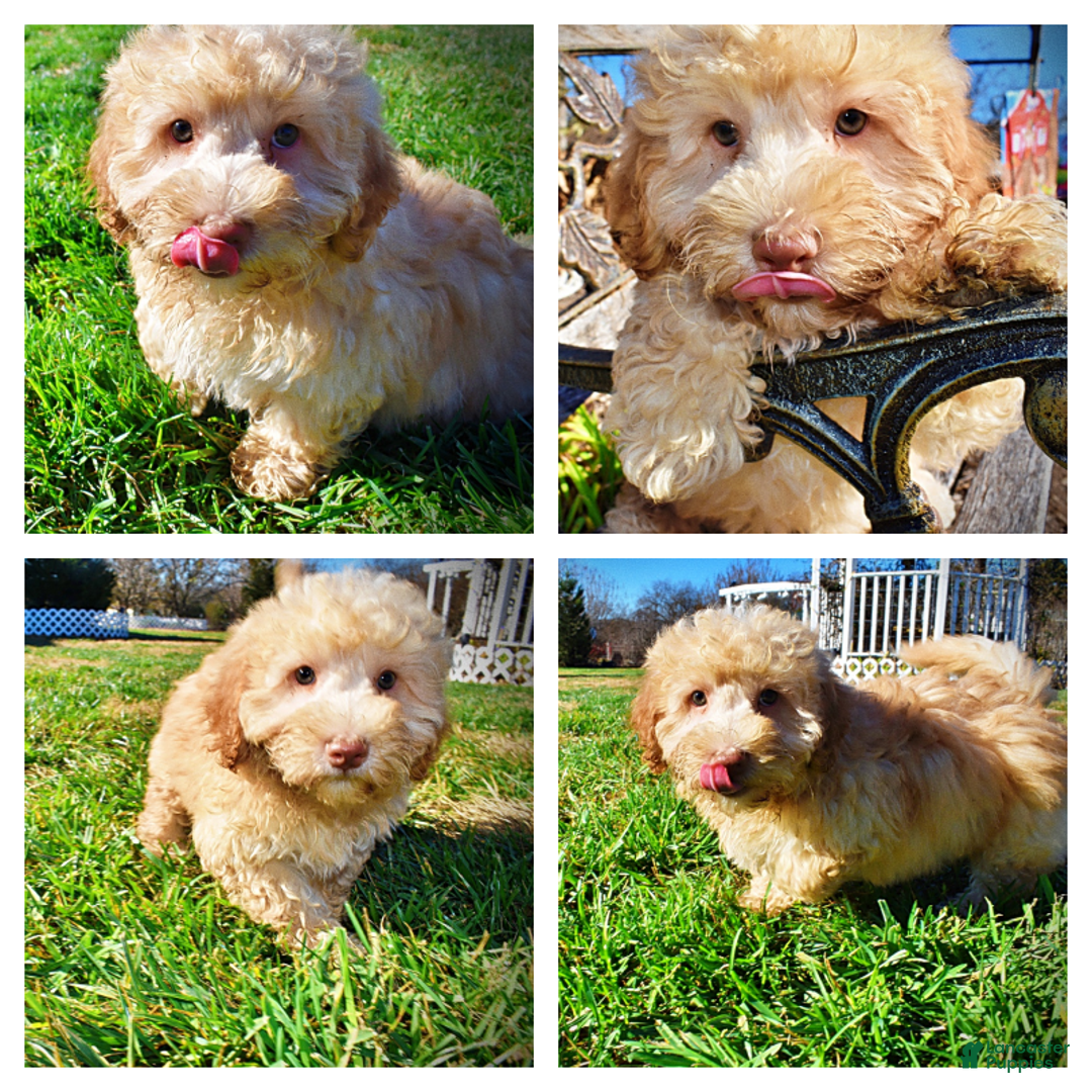 Havapoo dogs for sale: Ranger - Ad 1