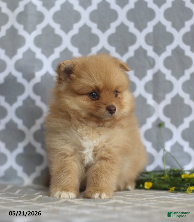Pomeranian dogs Mandy - Ad 2