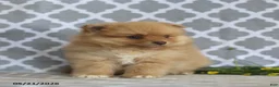 Pomeranian dogs for sale: Mandy - Ad 2