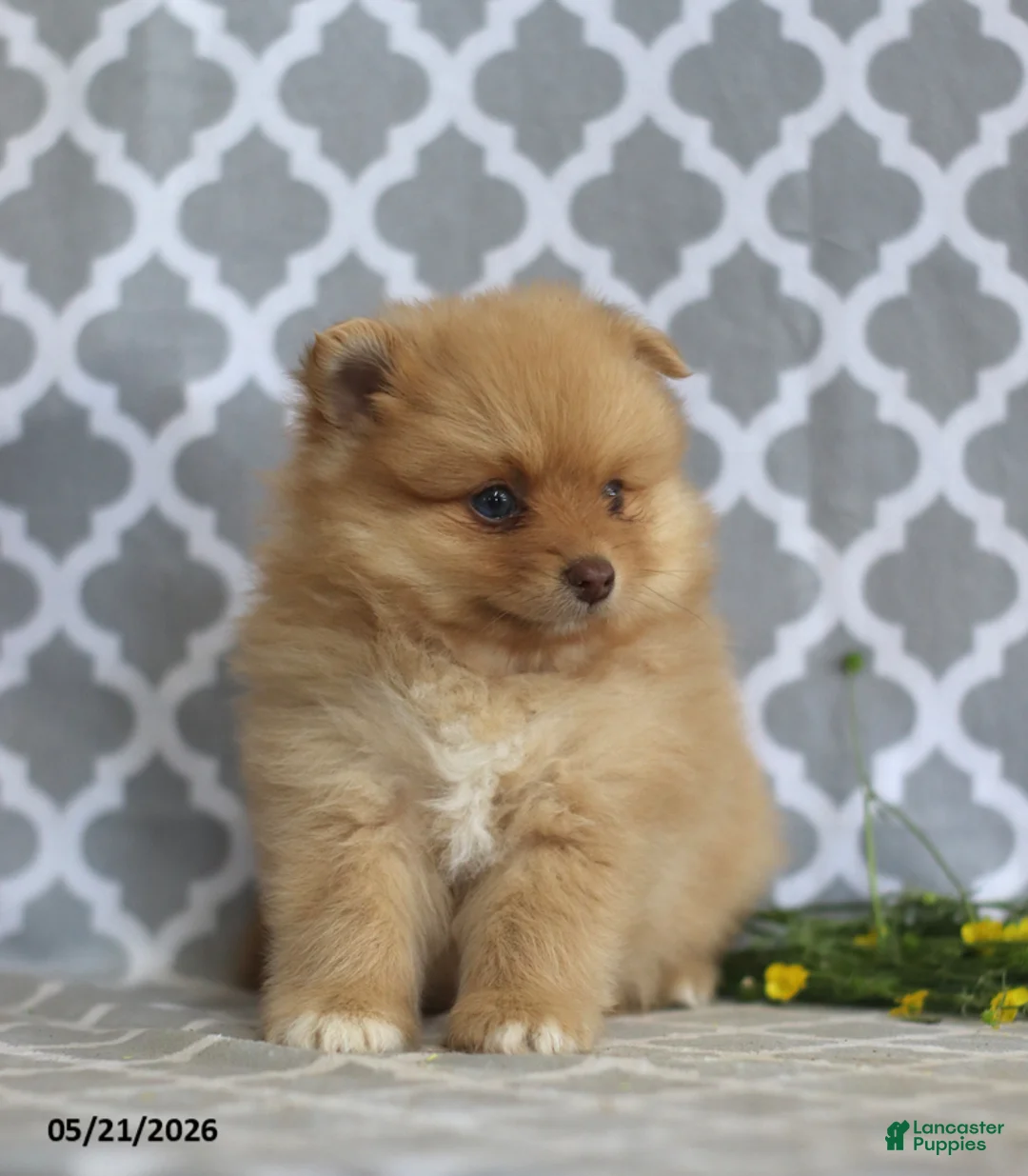 Pomeranian dogs for sale: Mandy - Ad 2