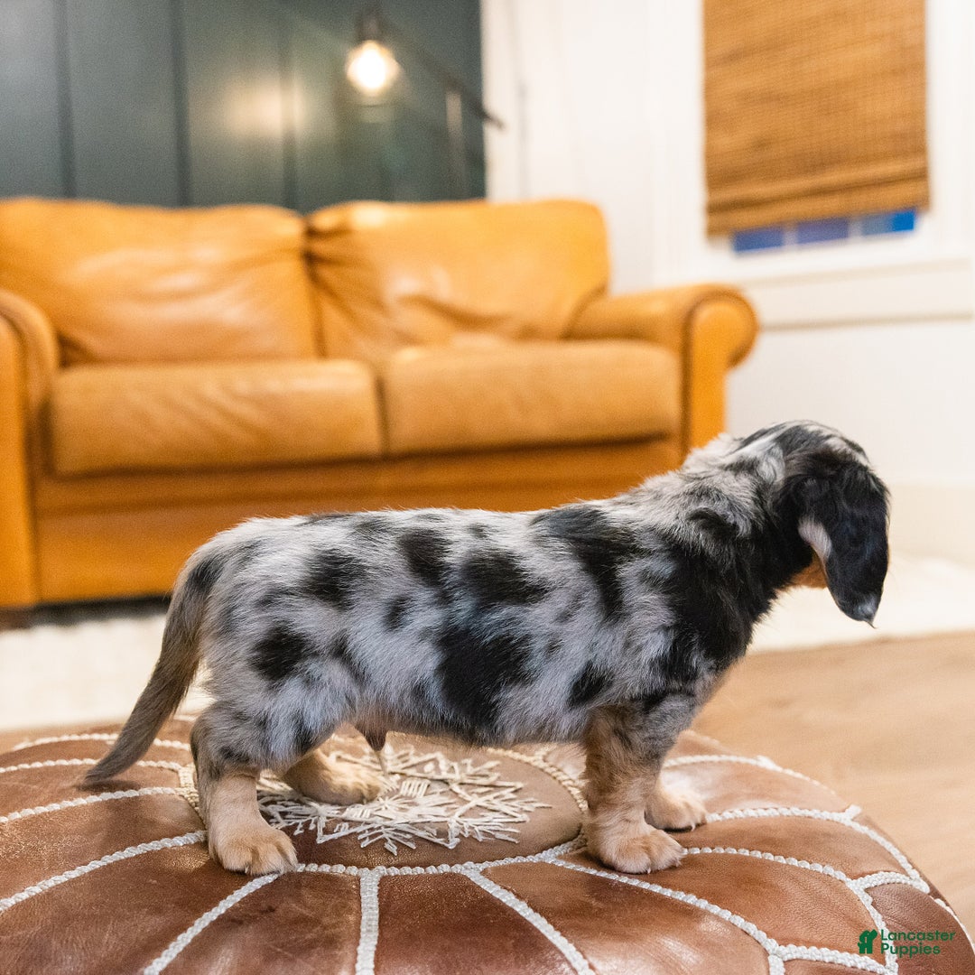 Miniature Dachshund dogs for sale: Max - Ad 12