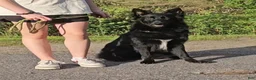 German Shepherd dogs for sale: German Shepherd 1 - Ad 4