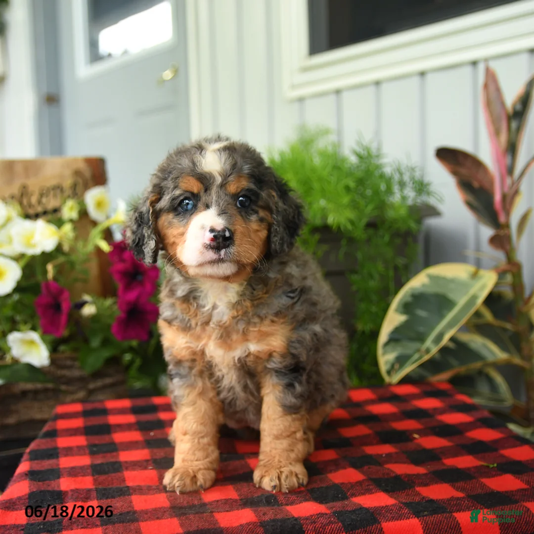 Mini Bernedoodle dogs for sale: Rain - Ad 2