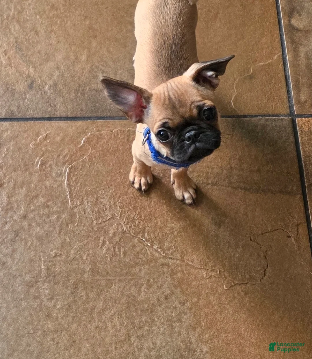 Frenchton dogs for sale: Frenchton 1 - Ad 2