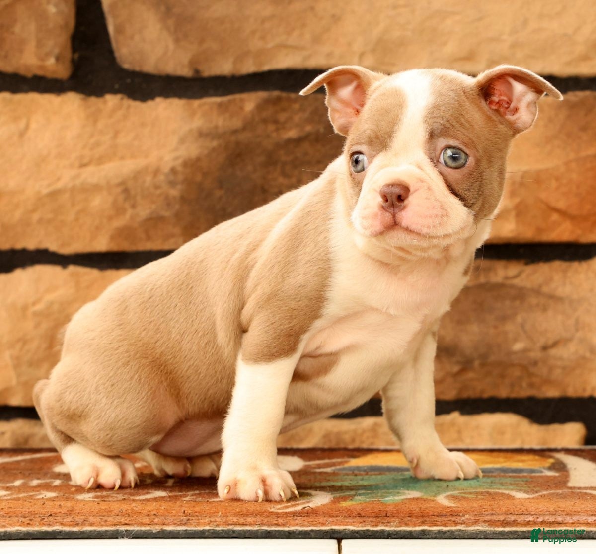 Boston Terrier dogs for sale: Callie - Ad 6