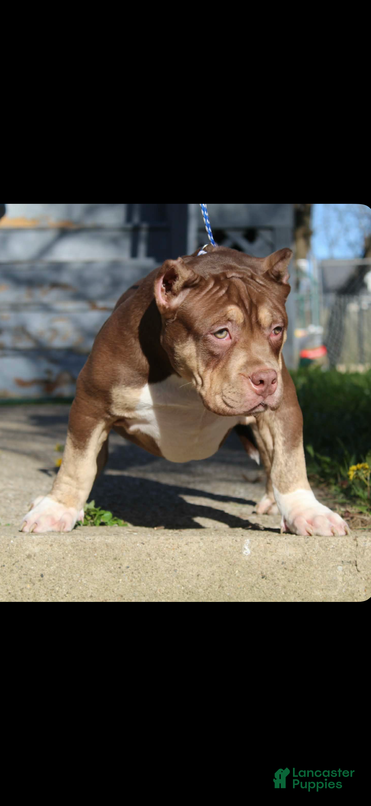 American Bully dogs Moose Tracks - Ad 4
