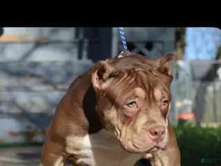 American Bully dogs Moose Tracks - Ad 4