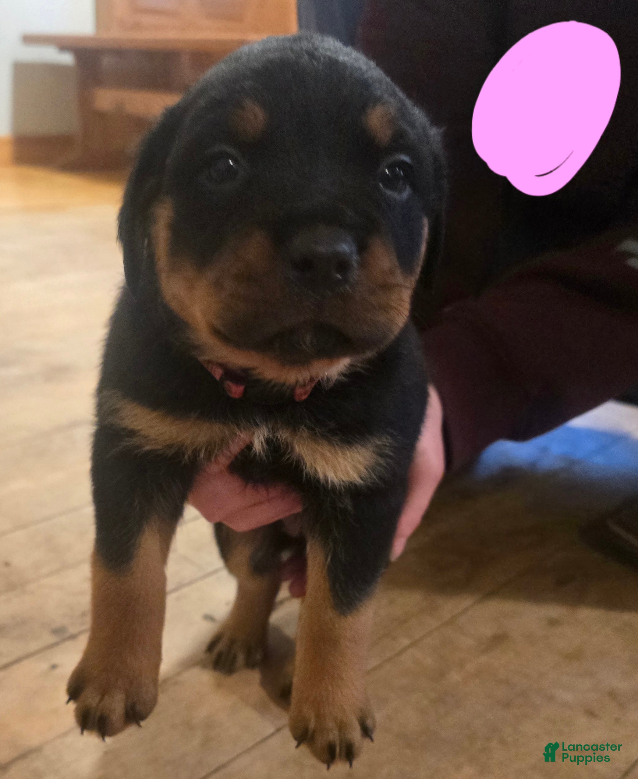 Rottweiler dogs Rottweiler pink collar Puppy 3 - Ad 33