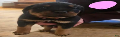 Rottweiler pink collar Puppy 3