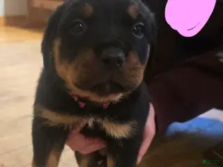 Rottweiler dogs Rottweiler pink collar Puppy 3 - Ad 33