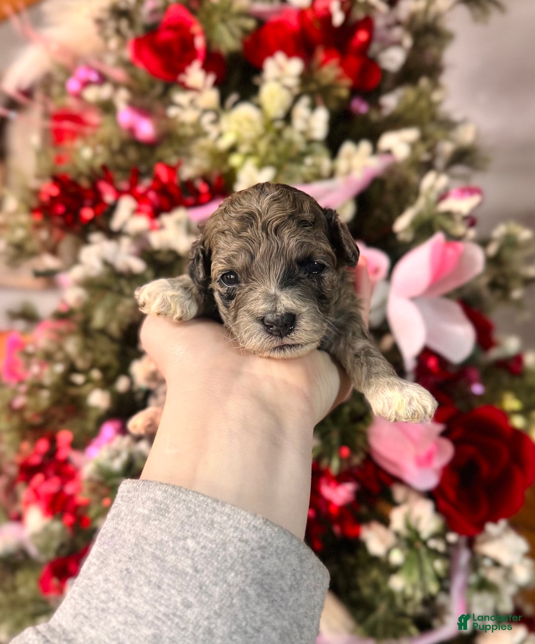 Cockapoo dogs for sale: Cockapoo Puppy 1 - Ad 1