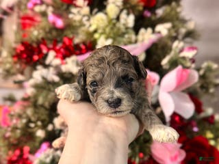 Cockapoo dogs Cockapoo Puppy 1 - Ad 32