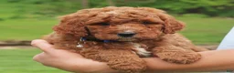 Labradoodle dogs for sale: Palmer - Ad 2