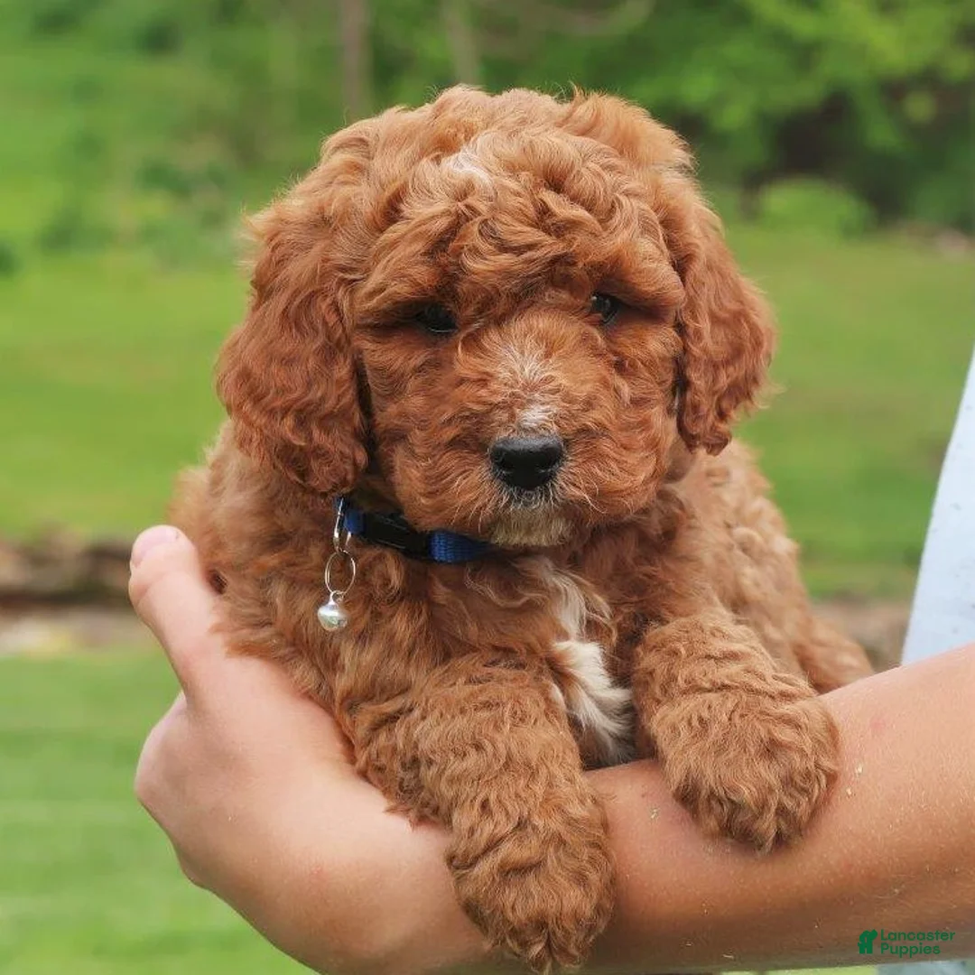 Labradoodle dogs for sale: Palmer - Ad 2