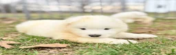 Samoyed dogs for sale: Dakota  - Ad 2