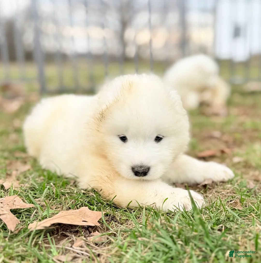 Samoyed dogs for sale: Dakota  - Ad 2