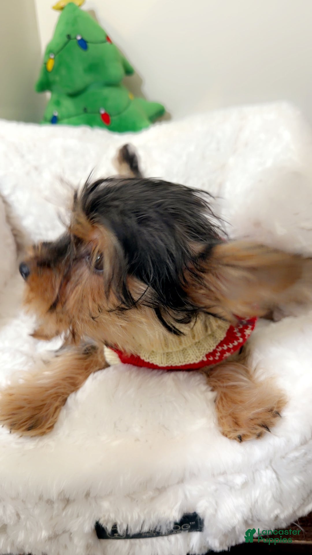 Yorkshire Terrier dogs for sale: Mr Bentley  - Ad 2