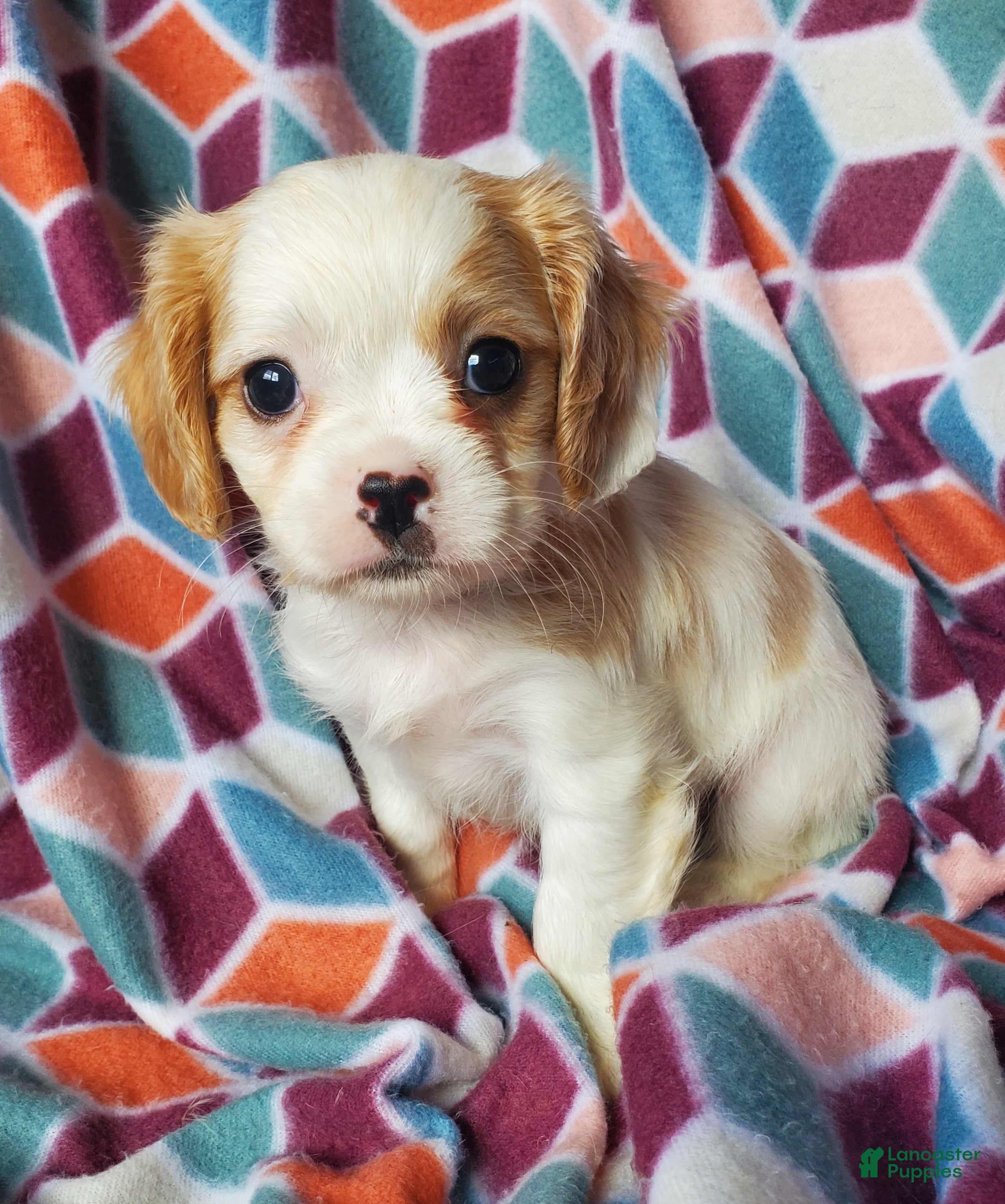 Cavachon dogs Tate - Ad 1