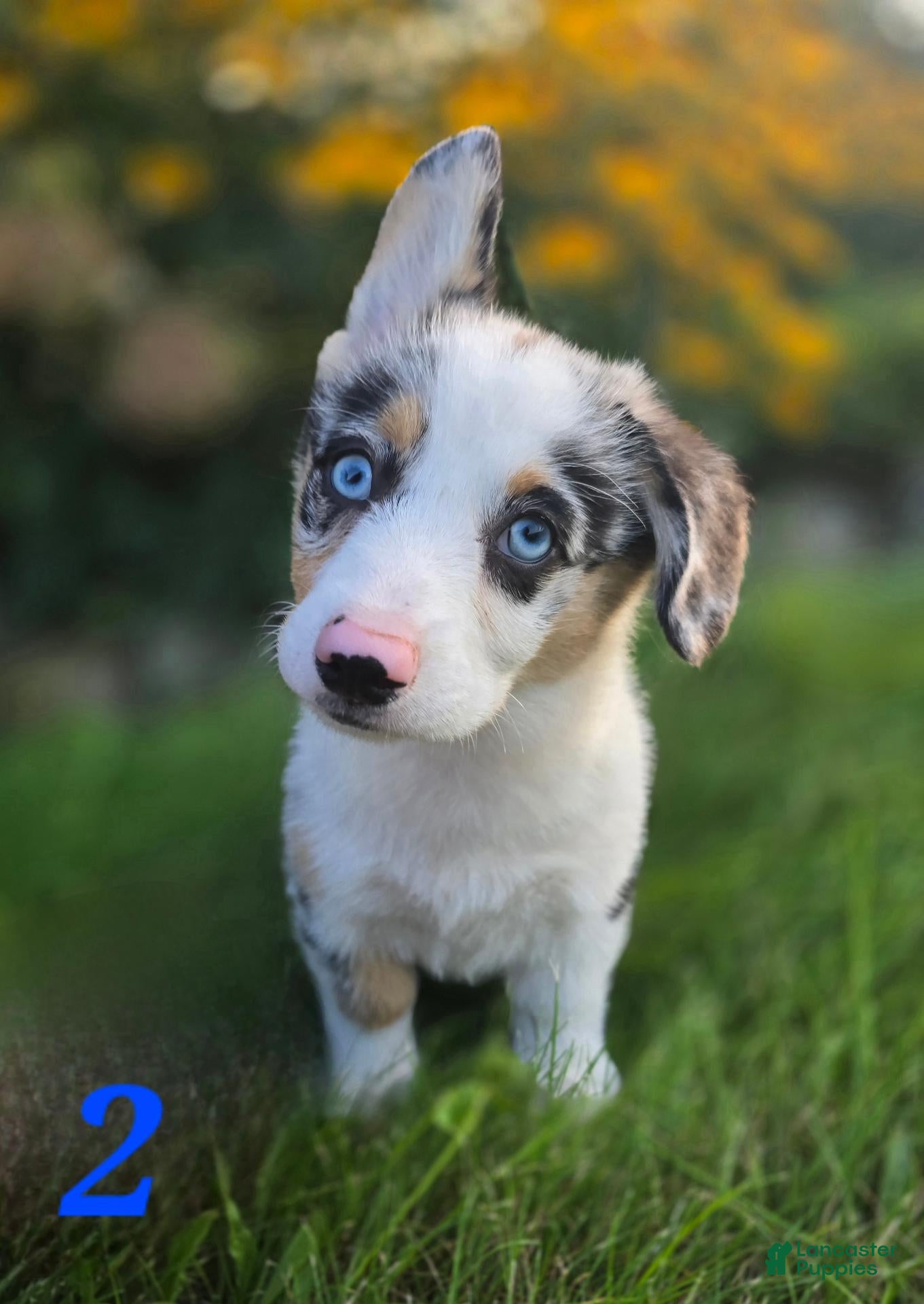 American Corgi dogs for sale: American Corgi 2 - Ad 4