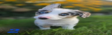 American Corgi 2