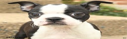 Boston Terrier dogs for sale: Jemma - Ad 3