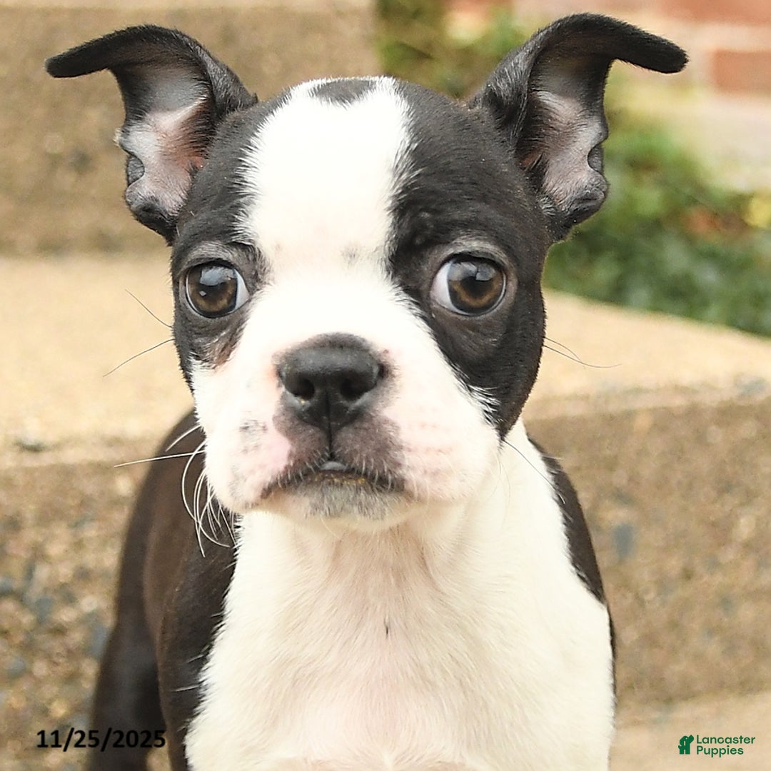 Boston Terrier dogs for sale: Jemma - Ad 3