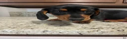 Miniature Dachshund dogs for sale: Wells - Ad 3