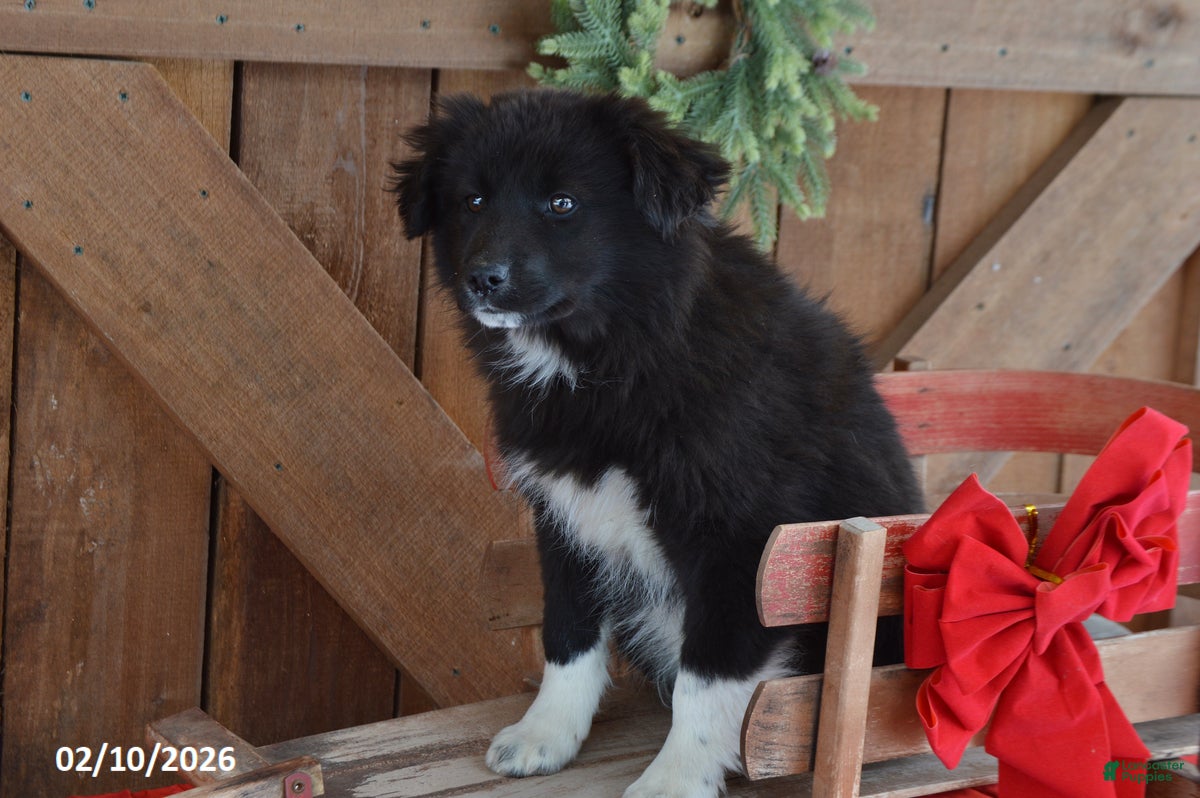 Mixed Breed dogs Stella Rae - Ad 2