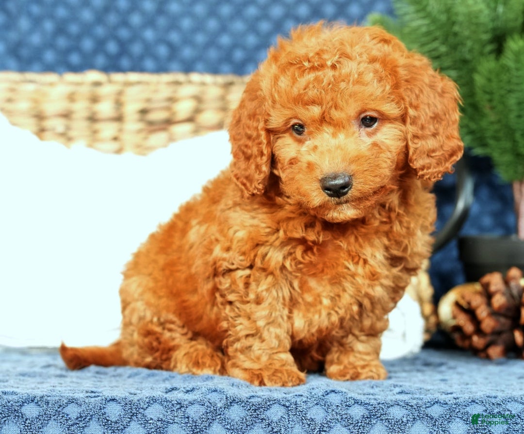Mini Goldendoodle dogs for sale: Cash - Ad 1
