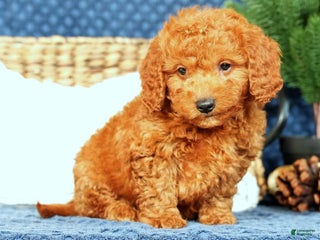 Mini Goldendoodle dogs Cash - Ad 15