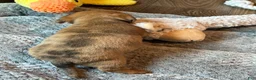 Dachshund dogs for sale: Dachshund 1 - Ad 23