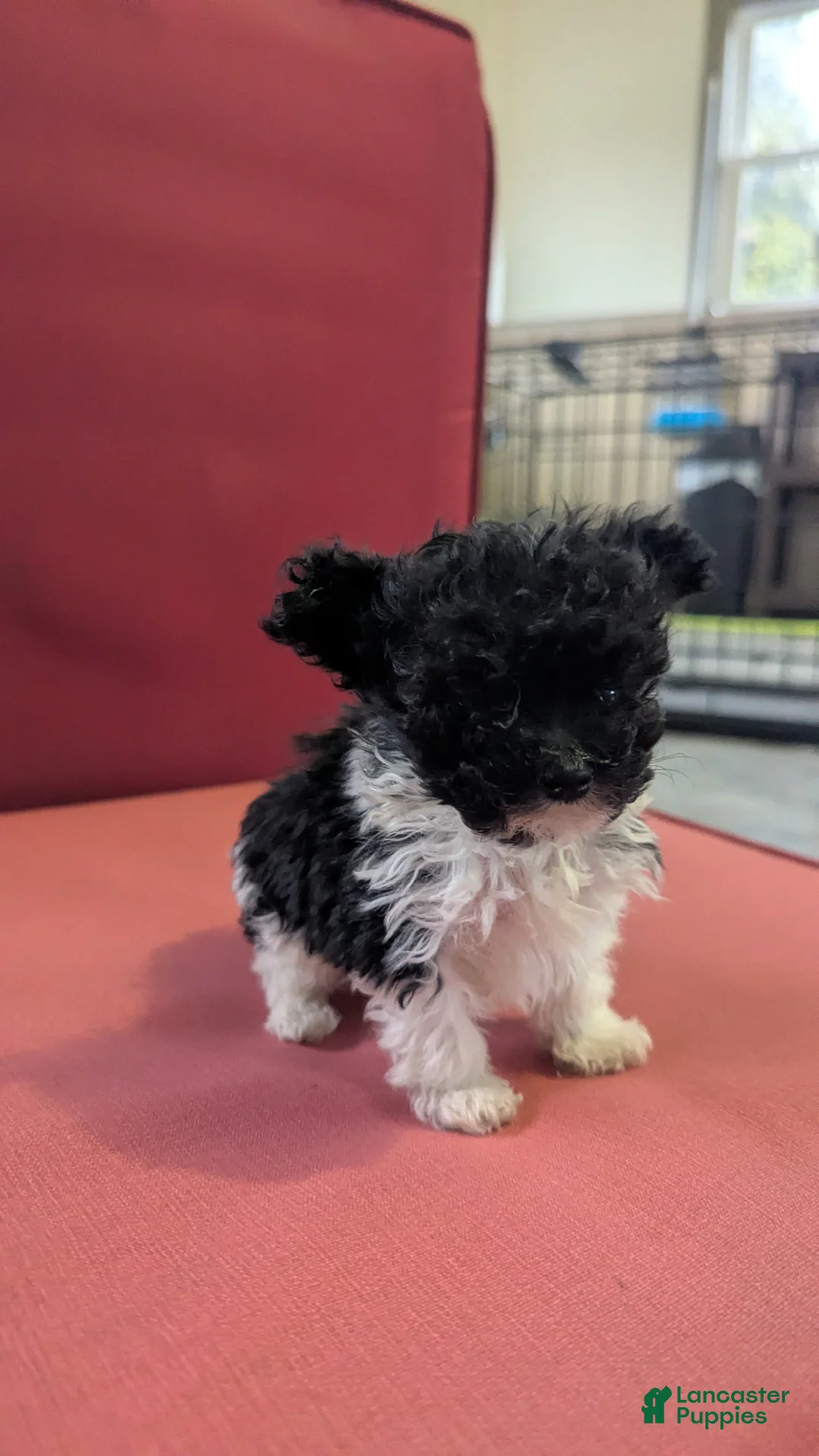 Yorkiepoo dogs for sale: Turbo - Ad 2