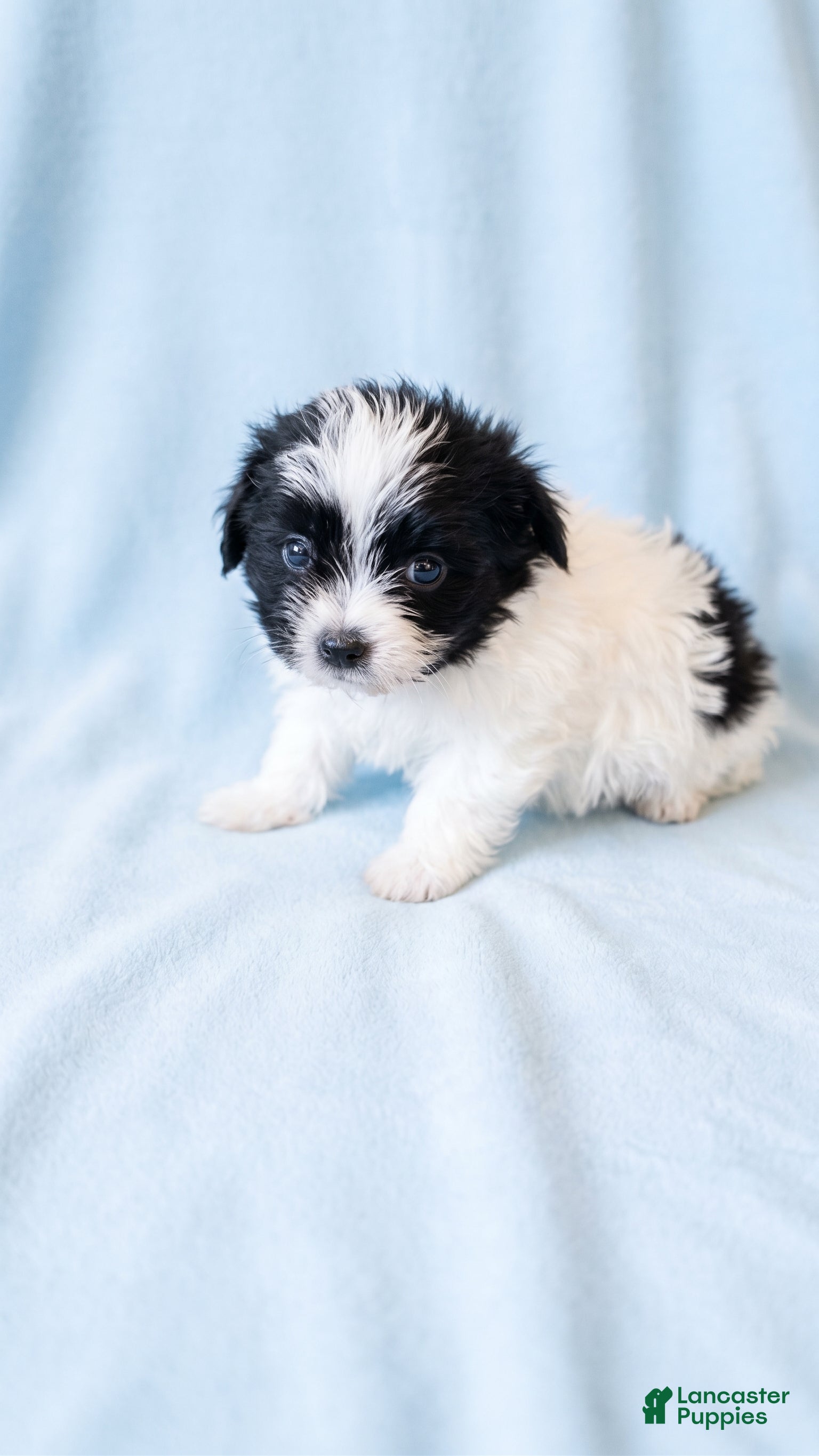 Mixed Breed dogs Archie - Ad 2