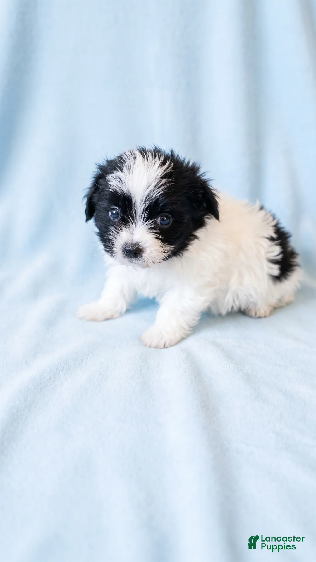 Mixed Breed dogs for sale: Archie - Ad 2