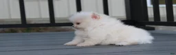 Pomeranian dogs for sale: Mochi - Ad 32