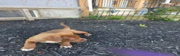 American Bully dogs for sale: American Bully 3 - Ad 5