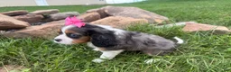 Cavalier King Charles Spaniel dogs for sale: Leah - Ad 3