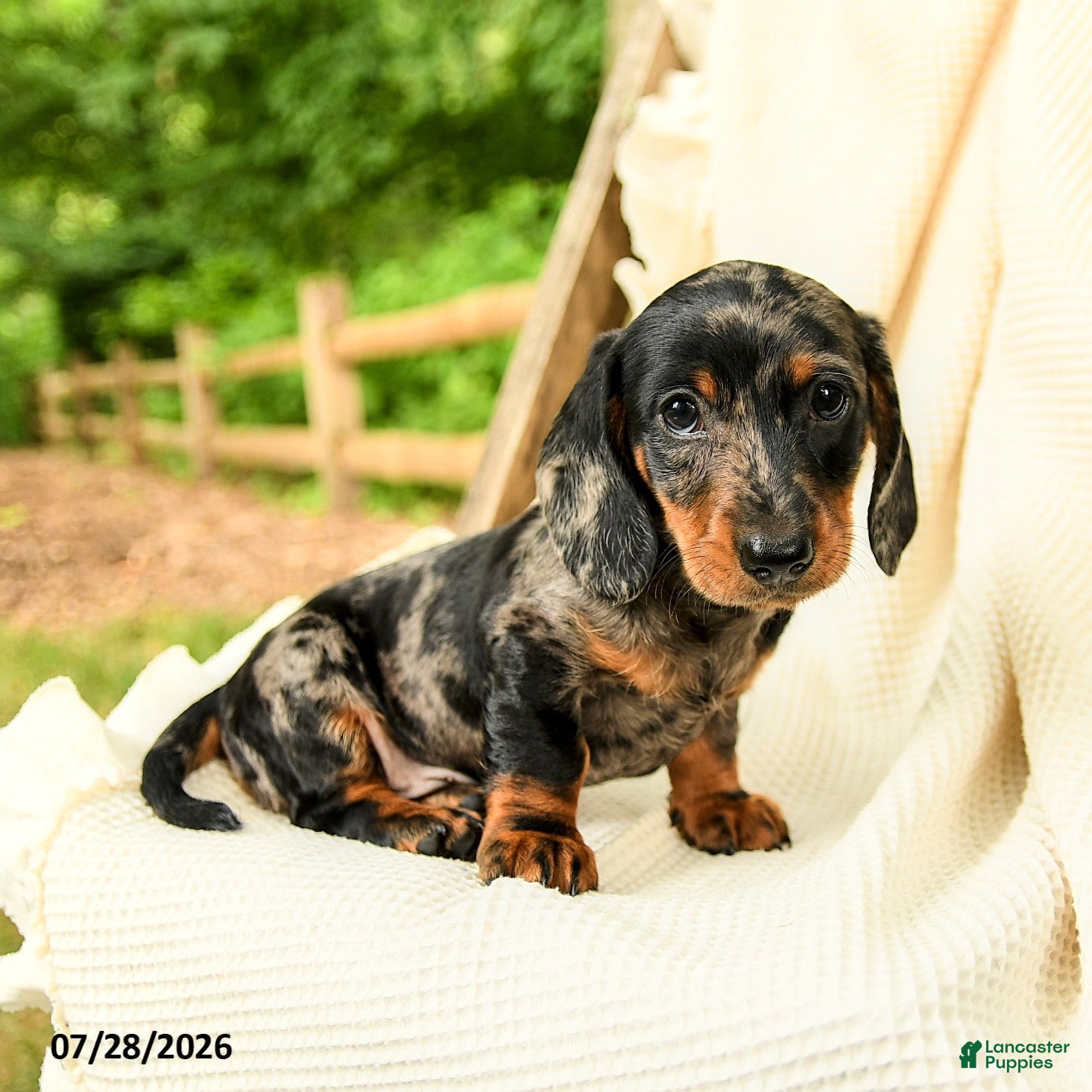 Miniature Dachshund dogs for sale: Dennis - Ad 1