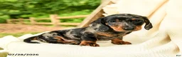 Miniature Dachshund dogs for sale: Dennis - Ad 1