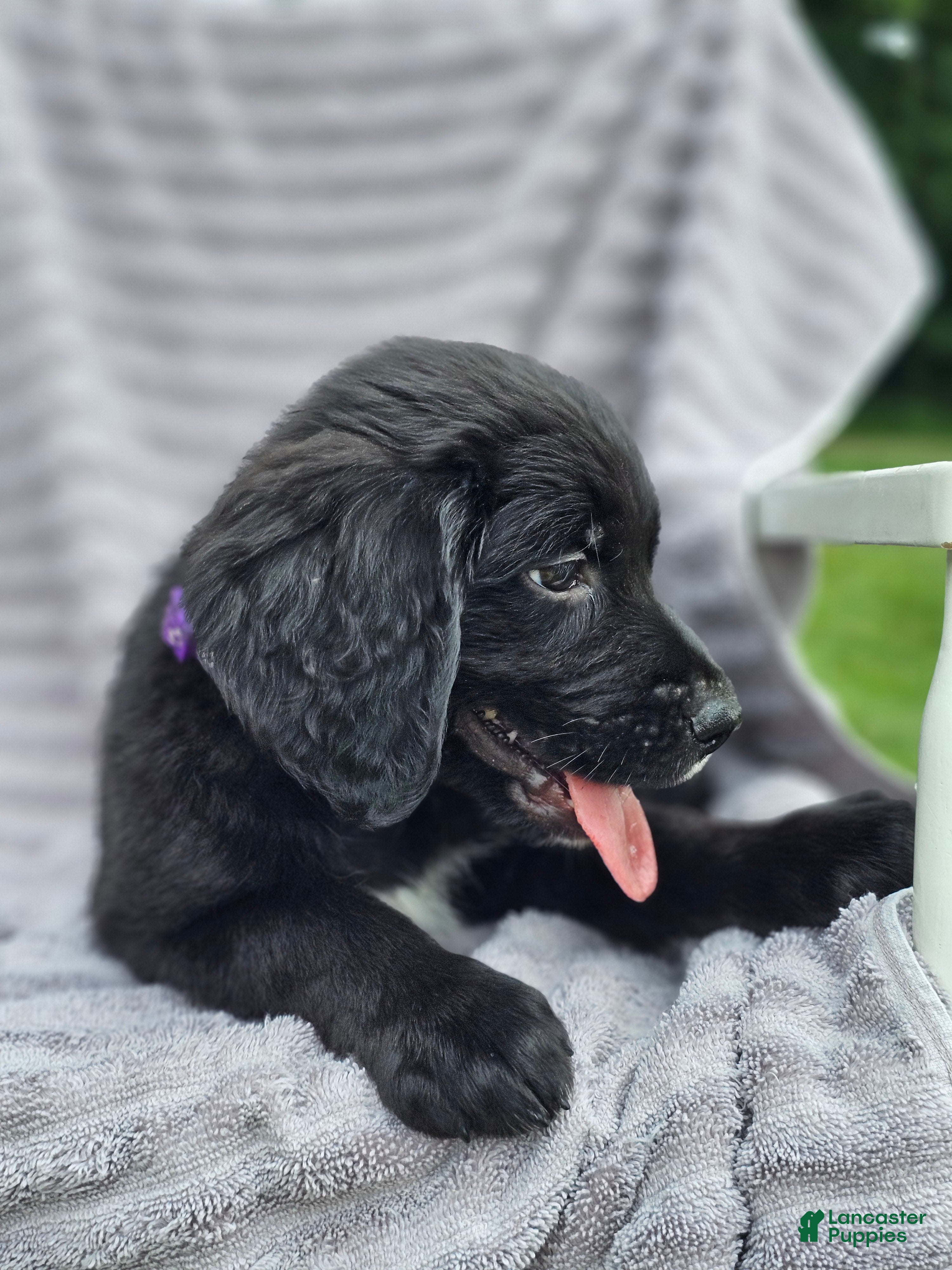 Mixed Breed dogs Bella Golden Mountain Dog - Ad 2